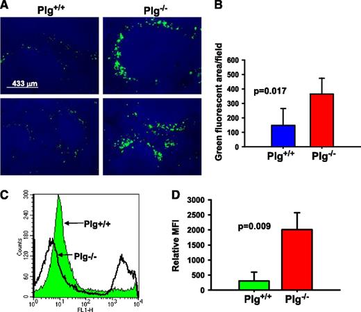 Figure 3. Plg deficiency delays clearance of apoptotic cells in vivo. (A-B) Cell Tracker Green CMFDA-labeled mouse apoptotic thymocytes were injected IV into Plg+/+ and Plg−/− mice. (A) Fluorescent microscopic images in duplicate (top and bottom panels are from 2 different Plg+/+ and 2 different Plg−/− mice) showing green-labeled apoptotic thymocytes trapped in the marginal zone of harvested spleens. Images with original magnification of ×20 were captured at room temperature under a Leica DMR upright microscope using an α Retiga EXi Cooled CCD camera and Image-Pro Plus software. The 4′,6 diamidino-2-phenylindole (blue) stains nuclei of splenic cells. Images are representative of 5 Plg+/+ and 5 Plg−/− mice. (B) Quantification of apoptotic thymocytes as areas of fluorescence in the spleens of Plg+/+ and Plg−/− mice. Bars are mean ± SD of average green fluorescence area per microscopic field. Three to 5 microscopic fields were counted from 5 mice per group. (C-D) Cell Tracker Green CMFDA-labeled apoptotic thymocytes were injected into the peritoneum of Plg+/+ or Plg−/− mice. Peritoneal cells were collected 1 hour postinjection and analyzed by flow cytometry. (C) A representative flow cytometry histogram comparing the fluorescence intensity of peritoneal lavage cells and showing the enhanced accumulation of thymocytes in Plg−/− mice compared with Plg+/+ mice. (D) Quantitative analysis of cells recovered from peritoneum of Plg+/+ or Plg−/− mice. Fluorescent cells with MFI are gated and MFI values derived from these cells are used in the calculation. Bars are mean ± SD of average green fluorescence (n = 3).