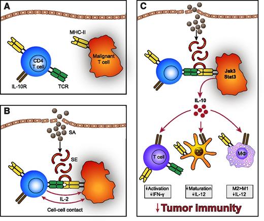 Figure 7. Simplified schematic showing the proposed mechanism of how SEs may suppress cellular immunity and antitumor responses. (A) In contrast to benign T cells, malignant T cells typically express a monoclonal TCR Vβ chain and often exhibit decreased expression or function of the TCR complex. SEs may therefore in many cases not stimulate malignant T cells directly but rather indirectly through activation of benign T cells. (B) Upon colonization with enterotoxin-producing SA bacteria, SEs bind MHC-II molecules expressed on malignant T cells, benign T cells, and antigen-presenting cells. SEs bound to MHC-II molecules subsequently crosslink TCRs on benign T cells, which elicits cell-cell contact–dependent interactions between the benign and malignant T cells and triggers secretion of IL-2 from the benign T cells. (C) These signals in turn induce high expression of IL-10 from the malignant T cells via a Jak3/Stat3-dependent pathway. IL-10 secreted from the malignant T cells can dampen cellular immunity by several means. For example, IL-10 impairs the maturation of dendritic cells, represses the expression of Th1 cytokines (interferon-γ, IL-12), inhibits T-cell activation, and promotes the function of regulatory T cells as well as the development of immunoregulatory M2 macrophages (MΦ), collectively contributing to suppression of cellular immunity and antitumor immune responses. The malignant T cells, however, display deficient expression of IL-10R and are therefore protected against the suppressive effects of IL-10. DC, dendritic cell; IFN-γ, interferon-γ.