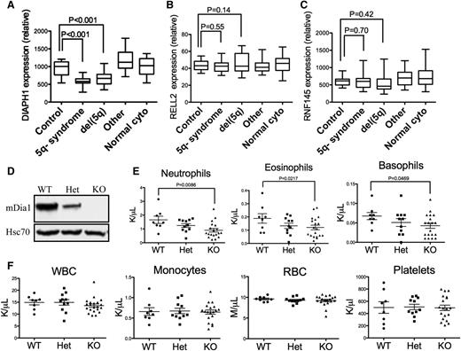 Figure 1. Mice with mDia1 deficiency showed granulocytopenia at young ages. (A-C) Relative DIAPH1, RELL2, and RNF145 mRNA expressions in CD34+ bone marrow cells of patients with or without chromosome 5q deletion. Control: samples from orthopedic surgery, N = 17; 5q− syndrome: sole 5q deletion, N = 17; del(5q): del(5q) MDS with other cytogenetic abnormalities, N = 21; other: MDS with cytogenetic abnormalities other than del(5q), N = 18; normal cyto: MDS without cytogenetic abnormalities, N = 19. Data were obtained from a microarray gene expression analysis (Gene Expression Omnibus accession number: GSE19429). (D) Western blot analysis of total bone marrow cells from the indicated mice. (E) Peripheral blood absolute neutrophil, eosinophil, and basophil counts from mDia1 wild-type (WT, N = 8), heterozygous (Het, N = 11), and knockout (KO, N = 19) mice. All the mice were aged between 6 and 8 weeks. (F) Complete blood count (CBC) of indicated lineages as in panel E.