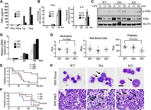 Figure 4. Aberrant CD14 overexpression on granulocytes was functionally significant in the pathogenesis of del(5q) MDS. (A) The levels of serum TNFα after intraperitoneal injection of LPS with different doses into indicated mice. (B) Real-time polymerase chain reaction (PCR) analysis of TNFα and IL-6 mRNA levels in Gr1/Mac1 double-positive granulocytes treated with LPS for different times. (C) Western blot analysis of phospho–inhibitory nuclear factor κB (IκB) α and total IκBα levels in cells from panel B at indicated time points. Heat shock cognate protein 70 (Hsc70) was used as a loading control. (D) Real-time PCR analysis of IκBα mRNA level in cells from panel B at indicated time points. (E) Injection of high-dose LPS (30 µg/g) into indicated mice (6-8 weeks old, whole body knockout). The fraction of survival over time was plotted using Kaplan-Meier survival analysis. N = 11 in each group. Data were from 2 independent experiments. (F) Same as in panel E except that WT mice 1 month after transplantation of total bone marrow cells from the indicated mDia1 mice were used. N = 8 in each group. (G) CBC for neutrophils, red blood cells, and platelets 6 months after weekly intraperitoneal injection of LPS (2 µg/g). N = 6 in each genotype group. Mice were 6-8 weeks old at the time of first injection. (H) Wright-Giemsa stains of bone marrow smears (top panels) and H&E stains of bone marrow sections (lower panels) of indicated mice from panel F. Arrows indicate dysplastic granulocytes. Scale bars represent 10 μm (upper) and 50 μm (lower).
