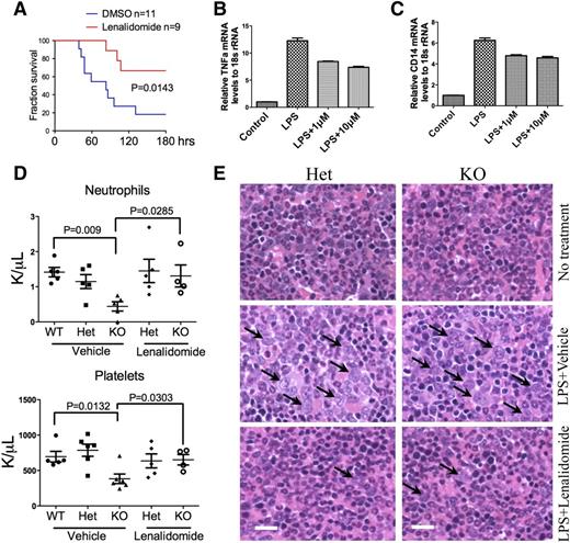 Figure 5. Lenalidomide rescued LPS-induced MDS phenotypes in mDia1 heterozygous and knockout mice. (A) Kaplan-Meier survival curve of mDia1 heterozygous mice pretreated with lenalidomide (10 mg/kg per day for 5 days) followed by a lethal dose of LPS (30 µg/g). Data were from 3 independent experiments. Mice used were 6-8 weeks old. (B-C) Real-time PCR analysis of TNFα (B) and CD14 (C) mRNA levels in Gr1/Mac1 double-positive bone marrow cells from mDia1 heterozygous mice (6-8 weeks old) treated with dimethylsulfoxide (DMSO), LPS (2 µg/mL) alone, or LPS plus the indicated dosage of lenalidomide. (D) Neutrophil and platelet counts of indicated mice treated with chronic low-dose LPS (10 µg/g every 20 days) plus lenalidomide or vehicle control for 4 months. N = 5 in each group except mDia1 knockout mice treated with LPS and lenalidomide (N = 4). Mice were 6-8 weeks old at the time of first injection. (E) H&E stains of bone marrow sections of indicated mice from panel D. Arrows indicate dysplastic granulocytes. Scale bars represent 50 μm.