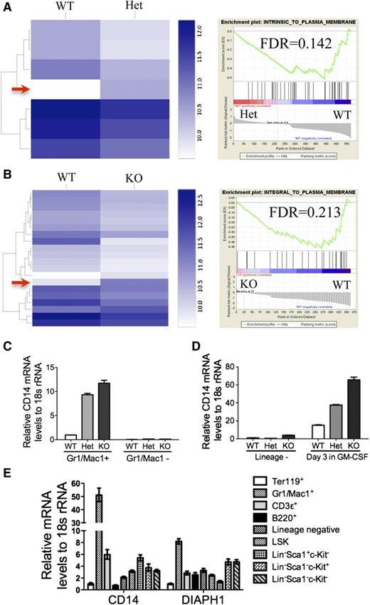Figure 7. Loss of mDia1 led to a downregulation of membrane-associated genes and a specific upregulation of CD14 mRNA in granulocytes. (A-B) Heat map comparing RNA sequencing gene expression profiles of granulocytes (Gr1+, Mac1+) of bone marrow WT vs Het (A, left panel), and WT vs KO mDia1 mice (B, left panel). Arrows indicate CD14 overexpression in mDia1 Het and KO Gr1/Mac1+ cells. Gene set enrichment analysis shows decreased expression of a plasma membrane signature (right panels). N = 4 in each genotype group. Mice used were 6-8 weeks old. (C) Real-time PCR analysis of CD14 mRNA levels from the indicated cells. (D) The cells were cultured as in Figure 3G. CD14 mRNA levels of the indicated cells were analyzed using real-time PCR. (E) Real-time PCR analysis of CD14 and DIAPH1 levels in indicated blood lineages from WT mouse (6-8 weeks old).