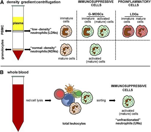 Figure 1. Main neutrophil subsets identified in the peripheral blood of patients with diseases. Mature neutrophils from healthy donors, after blood centrifugation over density gradients, typically sediment on top of red cells (arbitrarily indicated as NDNs in A). By contrast, immature neutrophils, as well as mature neutrophils activated in vivo under inflammatory settings, display altered cell buoyancy properties and thus sediment within the mononuclear cell fraction (arbitrarily indicated as LDNs in A). According to the literature, LDNs may include (1) immature neutrophils found in patients with sepsis and with function mostly undefined; (2) immunosuppressive neutrophil subsets, also known as G-MDSCs, found in cancer and HIV patients or in G-CSF–treated donors and displaying either immature or activated phenotypes; and (3) proinflammatory neutrophil subsets found in patients with autoimmune diseases, recently named LDGs and consisting of a mixed population of immature and mature cells. Circulating mature neutrophil subsets, displaying immunosuppressive properties, have also been identified within either the NDN fraction in cancer and HIV patients (A) or the total leukocytes (obtained after red cell lysis of whole blood) from healthy volunteers administered with endotoxin or from patients with severe injury, cancer, or HIV infection (arbitrarily indicated as UNs in B).