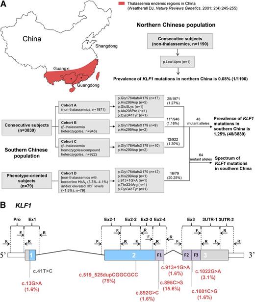 Figure 1. The prevalence and spectrum of KLF1 mutations in the Chinese population. (A) Sampling design and study outcomes. Southern Chinese population: Three consecutive cohorts (A-C) of 3839 subjects from 2 thalassemia endemic regions (Guangxi and Guangdong provinces) were designed to investigate the incidence of KLF1 mutations; 79 phenotype-oriented subjects (cohort D) selected from the same region were recruited for enrichment of KLF1 mutation–positive subjects. The β-globin gene in all 79 subjects was completely analyzed; those patients positive for β-thalassemia mutations were excluded from analysis. All mutant alleles (n = 64) detected in these 2 approaches were used to assess the mutation spectrum of KLF1. #HBB genotype categories of 11 KLF1 mutation–positive subjects in cohort B were as follows: 1 β+/βN, 1 βE/βN, 7 β0/βN, and 2 β0/βN coinherited with α-thalassemia. Northern Chinese population: 1190 nonthalassemics were recruited from a nonthalassemia endemic region (Shandong Province). (B) Exons, introns, and domains are shown with the untranslated regions (white), proline-rich regions (blue), and zinc fingers (ZFs; purple). The positions of the HRM primers are noted above the physical map, and 4 novel and 4 previously reported functional KLF1 mutations in south (red) and north (gray) China are shown below the map. Allelic distribution of KLF1 mutations in the southern Chinese population are indicated in parentheses.