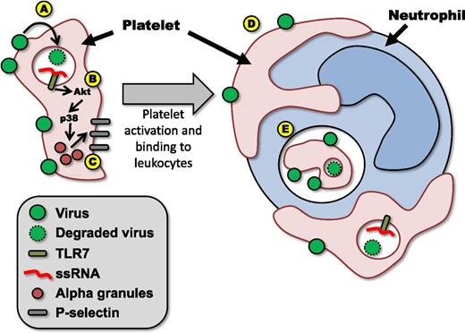 (A) Virus is bound by platelets and internalized. (B) Viral particles are degraded, releasing ssRNA, which binds TLR7, and initiating signaling through Akt and p38–mitogen-activated protein kinase (MAPK). (C) Platelet activation results in morphological changes and release of α-granules, leading to increased expression of molecules such as P-selecting on the platelet surface. (D) Activated platelets bind to leukocytes in the circulation such as neutrophils. (E) Bound platelets (or fragments derived from bound platelets) are then phagocytosed by the neutrophil.
