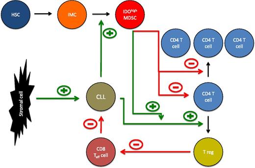 The role of IDOhigh MDSCs in the microenvironment of CLL. Hematopoietic stem cells (HSCs) give rise to immature myeloid cells (IMCs). The latter may differentiate into myeloid-derived suppressor cells (MDSCs). CLL cells promote the generation of IDOhigh MDSCs suppressing T-cell activation and proliferation. In addition, IDOhigh MDSCs enhance the ability of CLL cells to promote conversion of naïve T cells into regulatory T cells (Tregs). Tregs in turn suppress the activity of cytotoxic CD8 T cells targeting CLL cells. Thus, MDSCs by multiple pathways promote CLL cell survival and suppression of the immune system. In addition, CLL cells are protected by direct interaction with stromal cells (eg, via CXCR4/CXCL12).