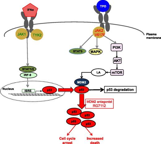 IFNα activates the JAK/STAT pathway, which leads to the translocation of STAT1/2 and IRF-9 to the nucleus that induces the p53 gene expression through the IFN-sensitive response element (ISRE) in its promoter. In parallel, at the level of JAK2V617F-positive stem or progenitor cells, the thrombopoietin (TPO) receptor activates downstream signaling pathways, especially the PI3K/AKT/mammalian target of rapamycin (mTOR) pathway. In turn, the translation of the ribonucleoprotein LA increases, resulting in enhancement of MDM2 translation and the degradation of p53 tumor suppressor. The use of RG7112, an antagonist of MDM2, alleviates the p53 degradation and strongly contributes to increase the levels of p53 protein stimulated by INFα, triggering cell death and cell cycle arrest.