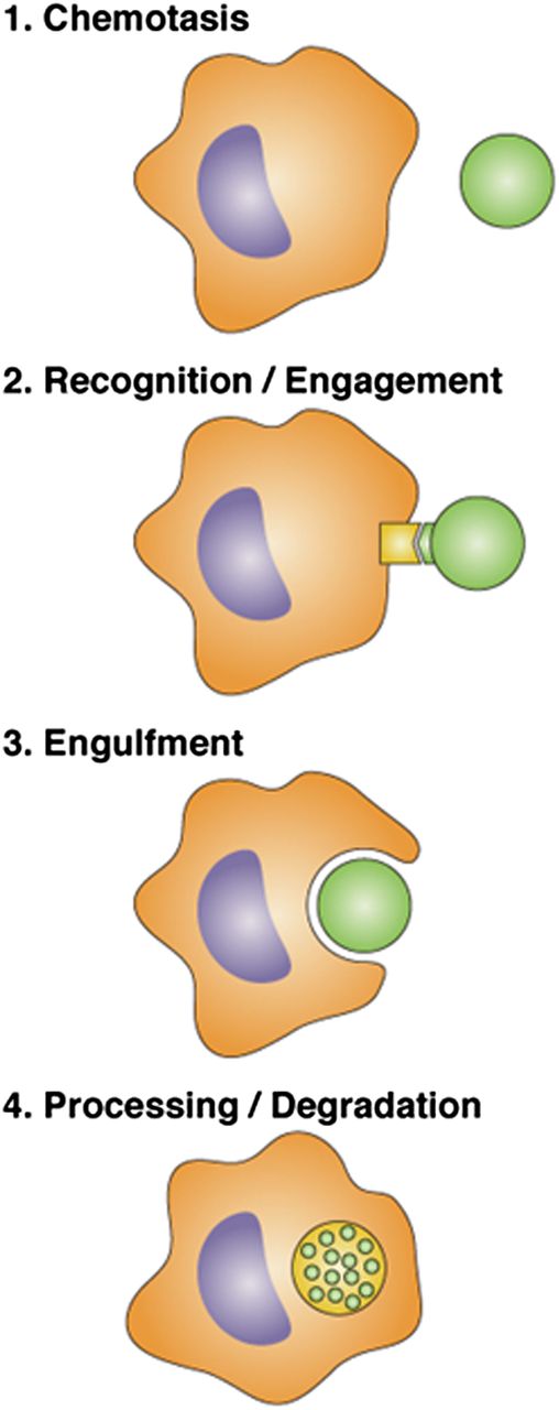 Steps at which plasmin(ogen) can regulate phagocytosis by macrophages. (1) “Find me” signals are released from “prey bodies,” resulting in chemotaxis by macrophages. Previous studies have established that plasminogen is required for recruitment of macrophages to sites of inflammation.2 Das et al show that (2) there is some effect of plasmin on prey bodies in the ability to be recognized by macrophages; (3) the primary effect of plasmin is on macrophages so that engulfment occurs more efficiently; and (4) expression of genes that regulate phagosome maturation and processing is down-regulated in plasminogen deficient compared with wild-type mice.