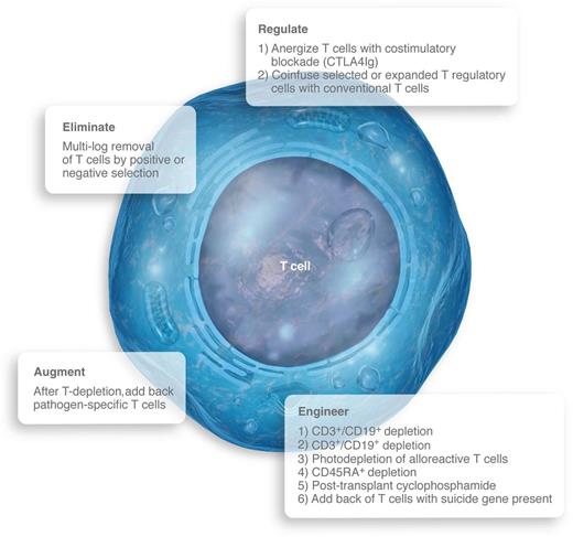 General categories and specific approaches that have been taken to facilitate and improve outcomes after haploidentical allogeneic hematopoietic cell transplantation. Professional illustration by Luk Cox, Somersault1824.