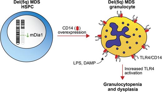 Model of DIAPH1/mDia1 deletion in del(5q) MDS. Deletion of mDia1, a chromosome 5q gene, results in overexpression of CD14 in granulocytes. Overexpression of CD14, a coreceptor for TLR4, leads to increased TLR4 signaling in granulocytes, granulocytopenia, and BM dysplasia.