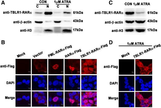 Figure 4. Distinct subcellular localization of TBLR1-RARα fusion protein. (A) Immunoblotting analysis of cytoplasmic and nuclear components of 293T cells transfected with Flag-tagged TBLR1-RARα. TBLR1-RARα was predominantly expressed in nucleus and a small amount of it in cytoplasm and was downregulated both in nucleus and cytoplasm after treatment with 1 μM ATRA. (B) Immunofluorescence analysis of 293T cells transfected with expression plasmids of vehicle (vector), PML-RARα-Flag, RARα-Flag, and TBLR1-RARα-Flag, respectively. Flag antibody was used as primary antibody, and DAPI for nuclear staining. At least 100 cells were counted for localization analysis. (C) The expression of TBLR1-RARα was decreased in 1 μM ATRA–treated 293T cells by immunoblotting. β-actin and H3 were used as internal controls for cytoplasmic and nuclear proteins. (D) Immunofluorescence analysis of 293T cells incubated with 1 μM ATRA for 48 hours. Bars (B,D) represent 8 μm. C, cytoplasm; N, nucleus.