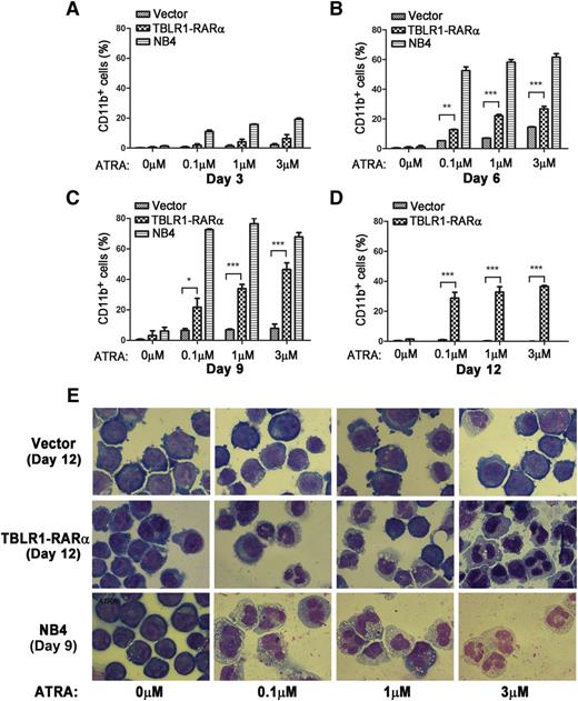 Figure 7. TBLR1-RARα induces ATRA-mediated cell differentiation of U937 cells. U937 cells were infected with lentivirus, which resulted in expression of TBLR1-RARα, or control lentivirus, respectively. The transduced cells were sorted for GFP-positive cell populations for further study. (A-D) Flow cytometry analysis of cell surface expression of CD11b for GFP-positive U937 cells and NB4 cells (positive control) incubated in different dosages of ATRA or ethanol solvent after 3, 6, 9, and 12 days, respectively. Because few live NB4 cells could be detected after 12 days, the data of NB4 cells in (D) were not shown. The expression levels of CD11b of the TBLR1-RARα-expressed group were increased significantly compared with the control group in a dose- and time-dependent manner in the presence of ATRA. In flow cytometry analysis, the results represented mean values ± SD corresponding to at least 3 independent experiments executed in triplicate. Statistical significance was determined with the Student t test. *P < .05;**P < .01; and ***P < .001 were accepted as statistically significant. (E) Morphologic changes of U937 and NB4 cells treated with different concentrations of ATRA or ethanol solvent for 12 and 9 days. The TBLR1-RARα-expressed group presented morphologic changes of differentiation in the presence of ATRA (Wright-Giemsa stain, original magnification ×1000).