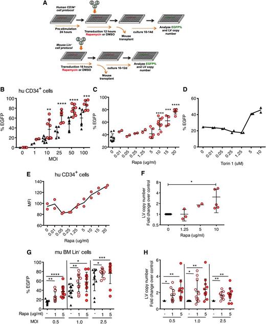 Figure 1. Rapamycin increases in vitro LV transduction efficiency in human and mouse hematopoietic progenitors. (A) Scheme of human CD34+ and mouse Lin− cell transduction and assessment. (B) Human cord blood CD34+ cells were transduced with CG-UbiC-EGFP LV in the presence of rapamycin or DMSO only as a diluent control. Black triangles, DMSO only; red circles, 10 μg/mL rapamycin. Cells were analyzed 10 to 14 days posttransduction. (C) Human cord blood CD34+ cells were transduced with CG-UbiC-EGFP, MOI = 25, in the presence of various concentrations of rapamycin or (D) Torin 1, an active site mTOR inhibitor. In most cases, data are pooled from 4 to 5 independent experiments, each with different cord blood donors and done in duplicate. At lower MOI or rapamycin concentrations, 2 different donors in duplicated experiments were assessed. (E) MFI of EGFP from a representative titration series in panel C. (F) Fold change over DMSO-treated controls in integrated LV copy number per cell, determined by qPCR, in CD34+ cells transduced in the presence of various concentrations of rapamycin and analyzed 10 to 14 days posttransduction. Data are pooled from 2 to 5 independent experiments, each with different cord blood donors. (G) EGFP cell marking and (H) fold change in integrated LV copy number in mouse bone marrow Lin− cells transduced with RRL-MND-GFP at various MOIs in the absence (DMSO only) or presence of 1 or 5 μg/mL of rapamycin and analyzed 10 to 12 days posttransduction. Data shown are derived from 4 independent experiments comprising 48 donor animals. LV copy numbers are shown as fold change over the average LV copy number of the DMSO-treated controls. For all panel, lines represent group mean and error bars represent standard deviation. *P < .05, **P < .01, ***P < .001, and ****P < .0001 from a parametric 2-tailed unpaired Student t test. BM, bone marrow; hu, human; mu, murine; Rapa, rapamycin.