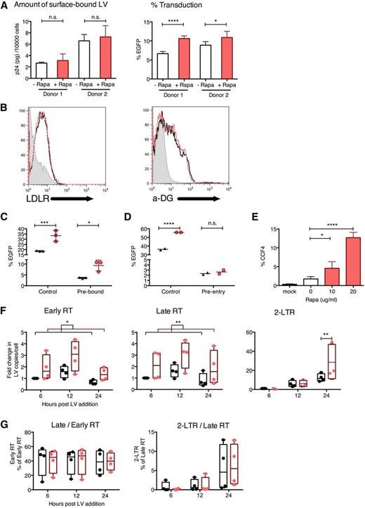 Figure 5. Rapamycin does not affect LV binding but enhances LV uptake into the cytoplasm. (A) Human cord blood CD34+ cells were treated with CG-UbiC-EGFP, MOI = 25, at 4°C (to prevent endocytosis and limit binding to the cell surface) for 2 hours, in the presence of 10 μg/mL rapamycin or DMSO. After transduction 60 000 to 80 000 cells were lysed and p24 protein content was determined to assess LV binding (left), and the remaining ∼10 000 cells were cultured at 37° for 10 days and evaluated for EGFP marking to determine transduction efficacy (right). Data are shown for 2 independent experiments with different cord blood donors, each done in triplicate. (B) Human cord blood CD34+ cells were prestimulated and treated with rapamycin or DMSO for 12 hours, and cell-surface LDL receptor (LDLR) and α-dystroglycan (α-DG) levels were determined by flow cytometry. (C) Human cord blood CD34+ cells were treated with DMSO (black triangles) or 10 μg/mL rapamycin (red circles) after allowing LVs to either prebind to the cell surface for 2 hours at 4°C or (D) preinternalize for 2 hours at 37°C followed by cleaving off external LVs with 0.05% trypsin (to remove bound LVs that have not internalized). Control represents same cells transduced under standard conditions outlined in Figure 1A. Data are duplicate or triplicate transductions from 1 experiment representative of 3 experiments with different cord blood donors. (E) Human cord blood CD34+ cells were transduced in the presence or absence of indicated concentrations of rapamycin, with CG-UbiC-mCherry, MO I = 25, carrying the BLAM-Vpr protein. After a 6-hour transduction, cells were loaded with the BLAM substrate CCF4-AM, and LV entry was quantified by flow cytometric detection of cells exhibiting cleaved CCF4. Data are pooled from 4 independent experiments, each with different cord blood donors. (F) Human cord blood CD34+ cells were transduced with CG-UbiC-EGFP, MOI = 25, and the following HIV-1 reverse-transcription products were quantified by qPCR: strong-stop DNA (Early RT), full-length DNA (Late RT), and 2-long terminal repeat circles. (G) Ratios between each pair of adjacent reverse-transcription products from panel F were calculated. Black, DMSO only; red, 10 μg/mL rapamycin. Data are pooled from 4 independent experiments, each with different cord blood donors. For all panels, lines represent group mean and error bars represent standard deviation. *P < .05, **P < .01, ***P < .001, and ****P < .0001 from a parametric 2-tailed unpaired Student t test (A,C,D-E) or paired Student t test (F-G). LTR, long terminal repeat.