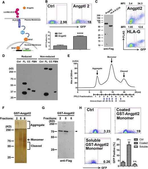Figure 1. HMW Angptl2 activates LILRB2 signaling. (A) Schematic of the chimeric LILRB2 receptor reporter system. (B) Representative flow cytometric profiles and summary showing that the Angptl2-conditioned medium stimulates GFP induction in the LILRB2 chimeric reporter system. The condition media of empty-vector–transfected HEK-293T cells was used as control. (C) Secreted Angplt2 and HLA-G-ECD in condition medium detected by anti-FLAG antibody in western blotting (left). Representative flow cytometric plots showing that Angptl2 binds to LILRB2 expressed on HEK293T cells better than the same amount of HLA-G-ECD (right). (D) The full-length (FL), CC, and FBN domains obtained from conditioned medium showed distinctive migration in reducing and nonreducing sodium dodecyl sulfate polyacrylamide gel electrophoresis as determined by immunoblotting with anti-M2 Flag antibody. Protein extracted from equivalent amounts of condition media of empty-vector–transfected HEK293T cells was used as control. (E) GST-human Angptl2 purified from bacterial expression system by GST was immediately fractionated through gel-filtration FPLC. The molecular weight was determined by the peaks of apoferritin (443 kDa), amylase (200 kDa), alcohol dehydrogenase (150 kDa), albumin (66 kDa), carbonic anhydrase (29 kDa), and cytochrome c (12.4 kDa), respectively. (F) Equivalent amounts of indicated fractionated samples in FPLC were loaded on 10% native gel. Aggregated, monomeric, and cleaved GST-Angptl2 were visualized by silver staining. (G) Indicated FPLC fractionated samples were examined by western blotting using anti-M2 Flag antibody. The FLAG in cleaved GST-Angptl2 fragments (fraction 8; Figure 1G) could not be detected by western blotting. (H) Chimeric LILRB2 receptor reporter cells were treated with coated or soluble fraction 5 proteins for 48 hours. In coated wells, 5 µg/ml GST-Angptl2 from fraction 5 was precoated onto wells of a 96-well plate for 3 hours at 37°C. An equivalent amount of FPLC buffer was used as control. n.s. indicates not significant; ****P < .0001. Ctrl, control; KD, kilodalton.