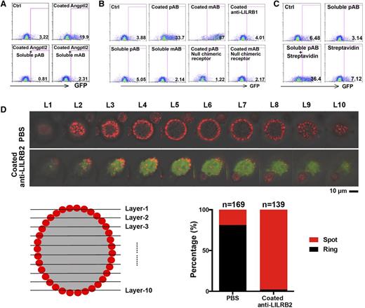 Figure 2. Immobilized anti-LILRB2 antibodies activated the chimeric LILRB2 reporter. (A) Representative flow cytometric profiles showing that the GFP induction by immobilized 5 µg/mL Angptl2 was abolished by 5 µg/mL anti-LILRB2 antibody. Chimeric LILRB2 receptor reporter cells were treated with indicated coated Angptl2 with or without soluble anti-LILRB2 pAb or mAb for 48 hours. Phosphate-buffered saline (PBS) was used as control. (B) Representative flow cytometric profiles showing that GFP was induced by immobilized anti-LILRB2 antibodies. Chimeric LILRB2 receptor reporter cells were treated with indicated coated (25 µg/mL in 50 µL PBS) or soluble (5 µg/mL in 250 µL cell culture media) antibodies for 48 hours. The reporter cells not containing chimeric LILRB2 receptor were used as negative control. (C) Representative flow cytometric profiles showing that GFP expression was induced by crosslinked anti-LILRB2 antibodies. Chimeric LILRB2 receptor reporter cells were treated with 10 µg/mL soluble anti-LILRB2 polyclone antibody (pAb) or equivalent crosslinked pAb for 48 hours. Streptavidin alone was used as a negative control. (D) Representative confocal images of LILRB2 chimeric receptor reporter cells with or without coated anti-LILRB2 mAb showing that the distribution of LILRB2 protein on cell plasma membrane. Ten confocal scans from top to bottom of a cell were indicated from layer 1 (L1) to layer 10 (L10). Confocal images of the phase contrast, Cy3 (indicating LILRB2 expression), and GFP (indicating signaling activation) panels were merged. Ctrl, control.