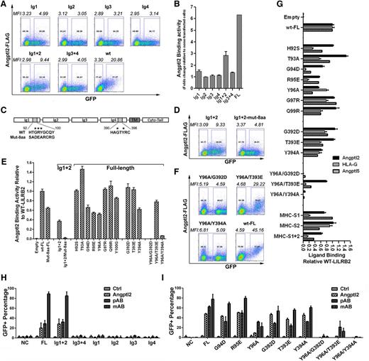 Figure 3. Ig domains 1 and 4 in LILRB2 are critical for Angptl2 binding and signal activation. (A) Representative flow cytometry plots showing Angptl2 binding to full-length, individual Ig domain, Ig1+2, or Ig3+4 of LILRB2 that were expressed on 293T cells; n = 3. (B) Summary of data from panel A. (C) Summary of Angptl2 binding abilities of wild-type (WT) and mutant LILRB2. Indicated mutations are described in supplemental Figure 3B. (C) Schematic of the H*G*Y*C motifs in Ig1 and Ig4 of LILRB2. (D) Summary of Angptl2 binding abilities of WT and mutant Ig1+2 LILRB2. (E) Representative flow cytometry plots showing Angptl2 binding to Ig1+2 and mutant LILRB2. (F) Representative flow cytometry plots showing Angptl2 binding to WT and mutant LILRB2. (G) Comparison of Angptl2, Angptl5, and HLA-G binding abilities of WT and mutant LILRB2. MHC-S indicates HLA-G binding sites; MHC-S1, R59A/Y61A; MHC-S2, W90A/D200A/N202A/Y205A; MHC-S1+2, R59A/Y61A/W90A/D200A/N202A/Y205A. (H) Summary of Angptl2-induced activation of the chimeric receptor reporter system by individual Ig domains, Ig1+2, or Ig3+4 of LILRB2. Indicated reporter cells were treated with 5 µg/mL coated GST-Angptl2 or polyclonal or monoclonal anti-LILRB2 antibodies. At least 3 independent experiments gave the similar results. (I) Summary of Angptl2-induced activation of the chimeric receptor reporter system by WT or mutant LILRB2. Reporter cells were treated with 10 µg/mL coated GST-Angptl2 or polyclonal or monoclonal anti-LILRB2 antibodies. At least 3 independent experiments were performed that gave the similar results. NC, negative control cells that do not express the chimeric receptors.
