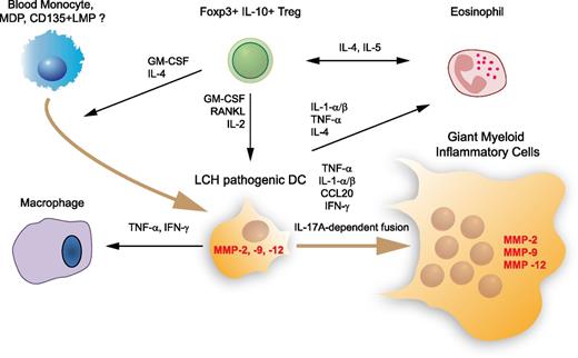 Figure 1. Major cell, cytokine, and protease players in LCH lesion. This simplified overview indicates the main cytokines, chemokines, and proteases found in an LCH lesion that may play a major role in cell recruitment, survival, fusion, and inflammatory and tissue-aggressive activities, supported by proinflammatory cytokines and matrix metalloproteinases (MMPs), respectively. The origin of the pathogenic DC in an LCH lesion is still a matter of debate. Recent results argue that pathogenic DCs do not arise from Langerhans cells but from accumulation of bone marrow–derived immature myeloid cells able to differentiate into DCs such as monocytes, macrophage and DC precursor (MDP), or CD135+ lympho-myeloid progenitor (LMP). CCL, chemokine (C-C motif) ligand; GM-CSF, granulocyte-macrophage colony-stimulating factor; IFN, interferon; RANKL, receptor activator of nuclear factor κ-B ligand; TNF, tumor necrosis factor; Treg, regulatory T cell.