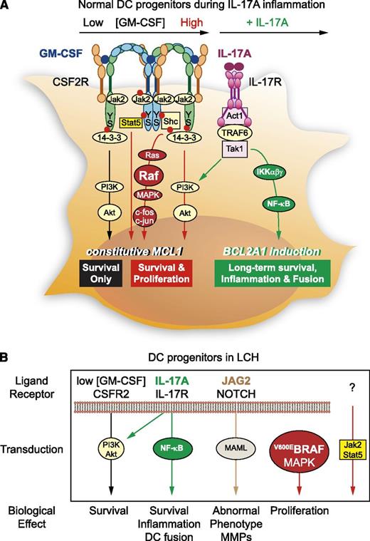 Figure 2. Mechanisms of accumulation of LCH pathogenic DCs through proliferation and prolonged survival. (A) DC survival is basically regulated by exogenous concentration of GM-CSF on CSF2R. Low GM-CSF concentration (black) stimulates the selective activation of Ser585/14-3-3/PI-3 kinase (PI3K), the “survival only” pathway, and high GM-CSF concentration (red) can give rise to assembling of CSF2R chains40 in dodecamer, thus involving the Jak/STAT, Ras/mitogen-activated protein kinase (MAPK), and PI3K pathways (middle) downstream of Ser585 and Tyr577 phosphorylation (red bullet). In the IL-17A inflammatory microenvironment (green), monocyte-derived DC survival can be prolonged for weeks by IL-17A treatment.33 The TRAF6-dependent IL-17R transduction is able to activate both PI3K/Akt and nuclear factor κB (NF-κB) pathways.41 S, serine; Y, tyrosine. (B) In LCH patients, although low concentration of GM-CSF will normally induce PI3K/Akt (black), other molecular specificities turn DC survival and phenotype into aggressive myeloid cells: the presence of IL-17A activates both PI3K/Akt and NF-κB pathways (green), leading to increased survival, inflammation, and DC fusion. In addition, pathogenic LCH DCs express JAG2 and activate transduction downstream of its receptor NOTCH (brown),32 which may account for tissue destruction via MMP expression. BRAFV600E mutation will ensure constitutive activation of the MAPK pathway (red). It will be important in the future to explore the Jak2/Stat5 pathway, which may be absent in LCH DCs. From this recent knowledge, new therapeutic interventions in LCH may neutralize IL-17A, inhibit NOTCH and BRAFV600E/MAPK pathways, and possibly activate the Jak2/Stat5 pathway to reverse LCH DC phenotype toward normal DC phenotype until we better understand the origin of this impairment of DC differentiation.