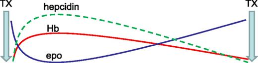 Figure 2. Model effect of erythropoiesis on hepcidin expression between RBC's transfusions. Ultimate hepcidin concentrations are the sum of effects from multiple regulators. RBC transfusions both suppress endogenous erythropoiesis and ultimately result in the accumulation of iron, released from transfused RBCs at the end of their life cycle. Thus, hepcidin is initially derepressed after RBC transfusion and progressively decreases to pretransfusion levels, mirroring hemoglobin and endogenous erythropoietin concentrations (modified from data in Ghoti et al15). epo, erythropoietin; Hb, hemoglobin; TX, transfusion.