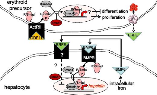 Figure 3. Model of crosstalk between erythropoiesis and iron metabolism involving TGF-β family member GDF11. Erythroid precursor proliferation and differentiation is regulated in part by multiple members of the TGF-β family. GDF11 binding to ActRII results in Smad2,3 phosphorylation and leads to the expansion of erythroid precursors and suppresses differentiation, resulting in ineffective erythropoiesis and iron overload. Hepcidin expression in hepatocytes is stimulated through the iron pathway (through bone morphogenic protein receptor signaling and Smad1,5,8 phosphorylation) and suppressed through the erythropoiesis pathway (possibly through ERFE binding and signaling through a yet-unidentified receptor). ActRII, activin receptor IIa; BMP6, bone morphogenic protein 6; BMPR, bone morphogenic protein receptor; GDF11, growth differentiation factor 11; R-Smad, receptor-mediated decapentaplegic protein; R-Smad-P, phosphorylated R-Smad.