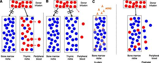 (A) Infusion of donor HSCs in patients with T and NK lymphocyte–negative and B lymphocyte–positive SCID leads to long-term thymopoiesis with a diverse T-lymphocyte receptor repertoire secondary to donor T-lymphocyte progenitor engraftment in the thymus. Donor HSCs do not engraft due to lack of space in the stem cell niche. (B) Donor HSCs infused into patients with T and B lymphocyte–negative and NK lymphocyte-positive SCID fail to engraft due to lack of space in the stem cell niche or in the thymus. Neither T nor B lymphopoiesis occurs, and patients are left with a nonrenewable limited T-lymphocyte repertoire and poor lymphoid immuno-reconstitution. (C) Fetal administration of anti-c-Kit receptor (ACK2) antibody to mice clears space within the HSC niche, facilitating engraftment of congenic donor HSCs in the neonatal period, permitting long-term immuno-reconstitution.