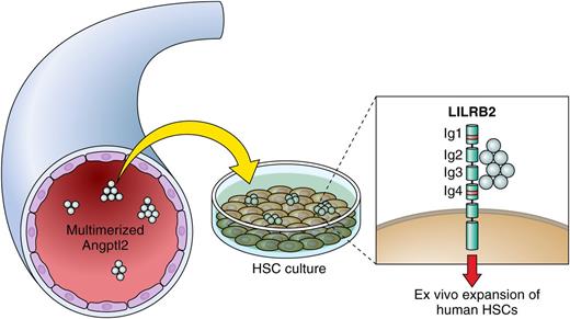 Model of the action of Angptl2 on HSCs. Multimerized Angptl2, detected in peripheral blood, binds 2 motifs of LILRB2, Y96 in Ig1 and G392 in Ig4, resulting in ex vivo expansion of human HSCs. Professional illustration by Patrick Lane, ScEYEnce Studios.