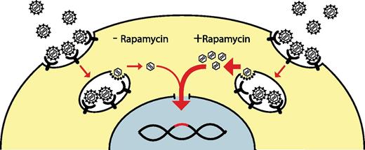 Lentiviral vectors pseudotyped with the vesicular stomatitis virus G glycoprotein or Lassa virus glycoprotein enter the cell via receptor-mediated uptake into clathrin-coated vesicles. Rapamycin treatment does not alter virus binding or abundance of the cognate receptors, but selectively enhances release of vector particles into the cytoplasm. Due to the increased abundance of vector particles in the cytoplasm, the subsequent steps of reverse transcription and integration into the host cell genome are enhanced.