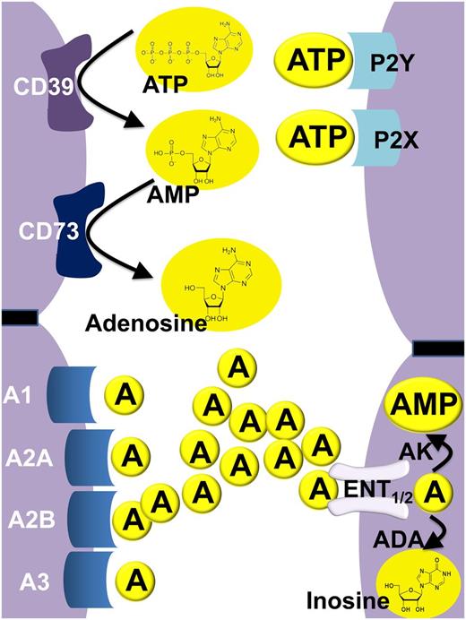 Figure 1. Overview of extracellular nucleotide and nucleoside signaling. In the extracellular compartment, the purinergic nucleotide ATP and its metabolic offspring—the nucleoside adenosine—are known to function as signaling molecules. During conditions of cellular stress (such as occurs during ischemia and reperfusion or vascular inflammation), multiple cell types release ATP (and ADP) into the extracellular compartment. Extracellular ATP can function as a signaling molecule via activation of purinergic P2 receptors specifically through the family of P2Y receptors—G-protein–coupled receptors—or through the family of P2X receptors, ligand-gated ion channels. In addition to its role as a direct activator of P2 receptors, ATP also functions as the main metabolic precursor for the extracellular generation of adenosine. For this purpose, ATP is metabolized by enzymatic phosphohydrolysis in a two-step process via CD39 conversion of ATP (or ADP) to AMP, and subsequent phosphohydrolysis of AMP to adenosine by CD73. Similar to ATP, adenosine functions as a direct activator of purinergic receptors, which are classified as P1 receptors. Currently, 4 distinct P1 adenosine receptors are known: Adora1 (A1), Adora2a (A2A), Adora2b (A2B), and Adora3 (A3). Adenosine signaling is terminated by uptake of adenosine from the extracellular toward the intracellular compartment by ENTs (particularly ENT1 and ENT2), followed by subsequent metabolism to inosine by the adenosine deaminase (ADA) or phosphorylation by the adenosine kinase (AK) to AMP.