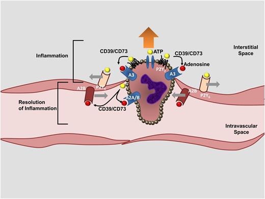 Figure 2. Role of purinergic signaling during neutrophil-endothelial transmigration. During neutrophil-endothelial transmigration, purinergic signaling events play a critical role in coordinating neutrophil movements toward a chemotactic gradient (purinergic chemotaxis), opening of the endothelial barrier, and subsequent resealing of the endothelial monolayer. ATP released from the leading edge of a neutrophil (yellow circle), activation of PMN-dependent ATP receptors (particularly the P2Y2R), conversion of ATP to adenosine (red circle) by the ectonucleotidase CD39 and CD73, and adenosine signaling through PMN-dependent A3 adenosine receptors are involved in promoting PMN movements toward a chemotactic gradient (“inflammation”). Similarly, purinergic signaling is involved in opening up the endothelial barrier function. For example, endothelial P2Y6Rs have been implicated in opening up the endothelial barrier function during inflammatory conditions. Interestingly, a subsequent set of purinergic signaling events is critical to resealing of the endothelial barrier function and in attenuating PMN-elicited inflammation, thereby initiating the “resolution of inflammation.” As such, activation of ADORA2B adenosine receptors (A2B) on vascular endothelial cells functions to increase the vascular barrier function, whereas ADORA2B and ADORA2A signaling (A2A, A2B) on PMN dampens neutrophil-elicited inflammation.