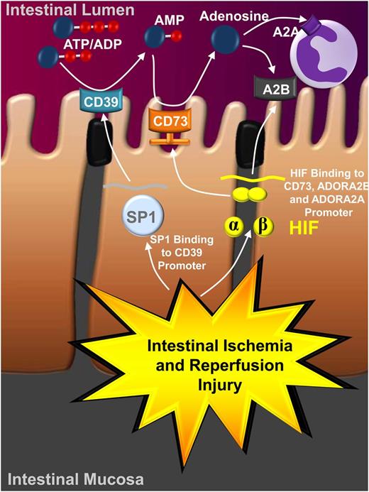 Figure 3. Transcriptional control of purinergic signaling during ischemia and reperfusion. As part of ischemia and reperfusion injury (as shown here for intestinal ischemia and reperfusion injury), ischemic organs become severely hypoxic (eg, in the intestinal mucosa). Hypoxia results in the stabilization of hypoxia-dependent transcription factors, which in turn have a major effect on purinergic signaling events. For example, hypoxia-elicited activation of SP1 and subsequent binding of SP1 to the promoter of CD39 is associated with the transcriptional induction of CD39 expression and enzymatic activity. Similarly, hypoxia causes stabilization of the hypoxia-inducible transcription factor HIF, and binding of HIF to the promoter of CD73 promotes the transcriptional induction of CD73 transcript, protein, and enzyme activity. This coordinated response enhances the increased conversion of extracellular nucleotides (eg, ATP) to adenosine. Similarly, adenosine signaling events through adenosine receptors, for example the Adora2b (A2B) expressed on intestinal epithelial cells and the Adora2a (A2A) expressed on inflammatory cells, are increased by HIF. Together, these transcriptional alterations and concomitant changes in purinergic signaling are critical in attenuating inflammation and promoting ischemia tolerance during ischemia and reperfusion injury.