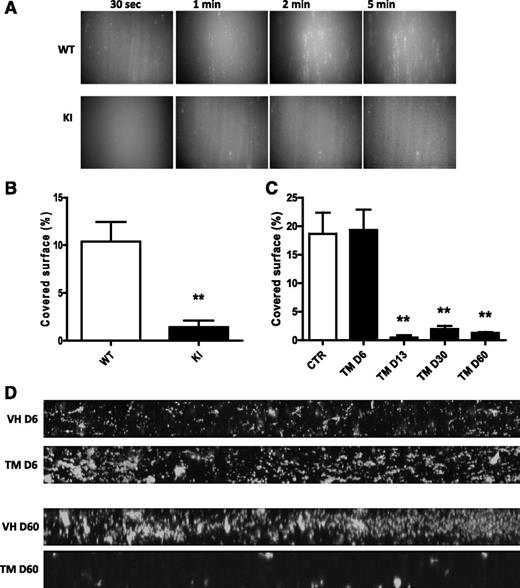 Figure 2. Collagen-induced in vitro thrombosis. Whole blood was perfused for 5 minutes over an immobilized collagen surface at 1500 s−1. The adhesion of DiOC6-labeled platelets was recorded. (A) Views of platelet adhesion at different times (30 seconds, 1 minute, 2 minutes, and 5 minutes) of 1 out of 6 significant experiments from VavCre/JAK2V617F (KI) and WT mice are shown. Original magnification ×20 for all panels. Quantification of the covered surface obtained with VavCre/JAK2V617F platelets (KI, n = 6) and of SCLCreERt/JAK2V617F platelets (TM, n = 4 per group) and their matched controls is shown in panels B and C, respectively. **P < .007. (D) Mosaic views of SCLCreERt/JAK2V617F (TM) platelets and their controls (VH) are shown at day 6 (D6) and day 60 (D60).