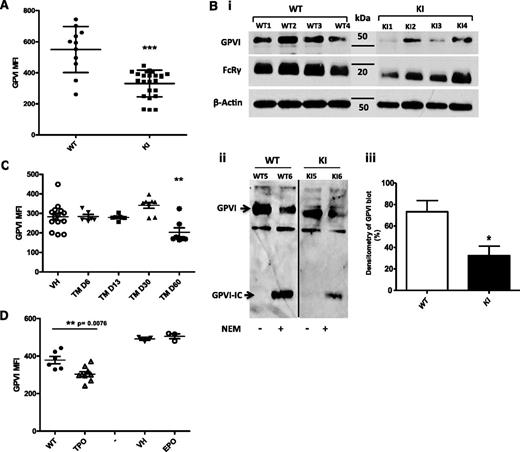 Figure 3. JAK2V617F platelets present a GPVI deficiency. (A) GPVI expression was quantified by flow cytometry (mean fluorescence intensity, MFI) on the platelets of WT (n = 11) and VavCre/JAK2V617F (n = 24) mice 2 months after BM graft. ***P < .0003. (Bi) Representative (of 3) immunoblots of platelet extracts (10 µg) from 4 different WT mice and 4 different VavCre/JAK2V617F (KI) mice are shown. The same membrane was stripped and reblotted with antibodies against GPVI (JAQ1), the FcRγ chain, and β-actin. (Bii) The shedding of GPVI was analyzed. One representative immunoblot is shown (n = 3). Platelets from WT mice and VavCre/JAK2 V617F (KI) mice were treated or not with NEM. Platelet extracts (10 µg) were immunoblotted using a polyclonal antibody to the intracellular domain of GPVI. GPVI-IC indicates the GPVI remnant cytoplasmic domain that remained associated with platelets after shedding of the extracellular domain. (Biii) Densitometric analysis of the GPVI band from 4 different mice per group. *P < .03. (C) Surface expression of GPVI was measured on SCLCreERt /JAK2 V617F (TM) at different times after administration of tamoxifen (n = 7 for each group). **P < .002. (D) Platelet surface expression of GPVI in TPOhigh (n = 9) and EPO-treated mice (n = 3) is shown.