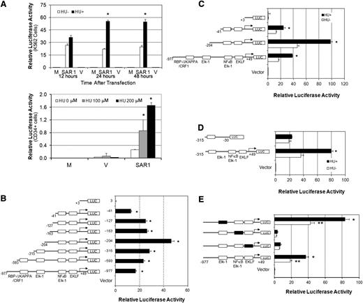 Figure 1. The 5′-region of the SAR1 gene exhibits promoter activity that is inducible by HU and contains intact Elk-1/NF-κB–binding sites that are required for basal and HU-induced SAR1 promoter activity. (A) Top panel, −977 to +49 genomic region containing the predicted promoter region was cloned into the pGL3 basic luciferase vector and transfected into K562 cells with (+) or without (−) 2 days of 100 μM HU pretreatment. The level of promoter activity in K562 cells was evaluated 12, 24, and 48 hours after transfection. Bottom panel, SAR1 reporter construct was transfected into CD34+ cells with 2 days of 0, 100, or 200μM HU pretreatment at day 6 of differentiation. The level of promoter activity in CD34+ cells was evaluated 24 hours after transfection. Mock-, SAR1 reporter construct–, and vector control–transfected cells are indicated as M, SAR1, and V, respectively. *P < .05 vs HU untreated cells. (B) Deletions of the SAR1 promoter region were constructed and transfected into K562 cells, then promoter activity measured 24 hours after transfection. Left side, Schematic diagram of deletions with transcription factor–binding sites indicated. *P < .001 vs vector control–transfected cells. (C-D) Reporter constructs containing different fragments of the SAR1 promoter were transfected into K562 cells with (+) or without (−) 2 days of 100 μM HU pretreatment. Left side, Schematic diagram of deletion constructs. Luciferase activities were measured 24 hours after transfection. *P < .05 vs HU untreated cells. (E) Mutation analysis of the effects of Elk-1, EKLF, and Elk-1/NF-κB transcription factor binding sites on SAR1 promoter activity. Left side, Schematic diagram of wild-type and mutant reporter constructs. Luciferase activities were measured 24 hours after transfection into K562 cells with (+) or without (−) 2 days of 100 μM HU pretreatment. □, Wild-type transcription factor–binding sites; ▪, mutated transcription factor–binding sites. **P < .001 vs vector control–transfected cells without HU treatment; *P < .05 vs HU untreated cells. The level of promoter activity was evaluated by measurement of the firefly luciferase activity relative to the internal control Renilla luciferase activity using the Dual Luciferase Assay system. Error bars represent SD of the mean of 3 independent experiments. SD, standard deviation.