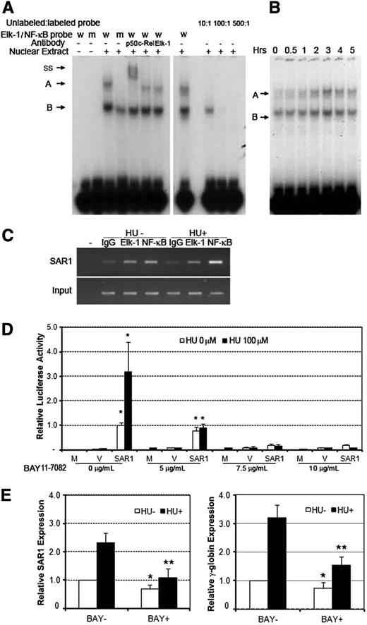 Figure 2. HU activates NF-κB signaling and enhances NF-κB binding to the SAR1 promoter region. (A) EMSA for the Elk-1/NF-κB was performed using K562 nuclear extracts (10 μg) and oligonucleotide probes containing either a wild-type or mutant Elk-1/NF-κB–binding site. Competition analysis was performed in the presence of 10-, 100-, or 500-fold excess of unlabeled oligonucleotides (right panel). Antibody-supershift assays were performed using antibodies against NF-κB p50, c-Rel, and Elk-1. Two Elk-1/NF-κB–specific DNA-protein complexes are indicated as A and B. The DNA-protein complex supershifted by anti-NF-κB p50 antibody is indicated as ss. (B) EMSA analysis of the effects of HU on NF-κB binding to its recognition site in the SAR1 promoter. EMSA was performed using nuclear extracts (10 μg) isolated from K562 cells treated with 100μM HU for the indicated period and oligonucleotide probes containing the Elk-1/NF-κB–binding site. A and B represent Elk-1/NF-κB–specific DNA-protein complexes as described in A. (C) At day 6 of differentiation, CD34+ cells were treated with or without 100 µM HU. Cells were then harvested and subjected to ChIP assay using antibody against NF-κB or Elk-1 to immunoprecipitate chromatin-protein complexes. A parallel ChIP assay was performed using rabbit IgG for the immunoprecipitation step as a ChIP assay negative control. DNA was amplified and quantitated by PCR with specific primers flanking the SAR1 gene promoter from −137 to −12. (D) CD34+ cells were treated in the presence or absence of 100 μM HU from day 4 to day 7 of differentiation, and preincubated in medium with 0, 5, 7.5, or 10 μg/mL BAY11-7082 for 30 minutes at day 6, transfected with a construct containing the −977 to +49 region of the SAR1 gene, then assayed for luciferase activity 24 hours after transfection. *P < .05 vs mock-transfected cells without treatment. Mock-, SAR1 reporter construct–, and vector control–transfected cells are indicated as M, SAR1, and V, respectively. The level of promoter activity was evaluated by measurement of the firefly luciferase activity relative to the internal control Renilla luciferase activity using the Dual Luciferase Assay system. Error bars represent SD of the mean of 3 independent experiments. (E) At day 5 of differentiation, CD34+ cells were treated with or without 4 μg/mL BAY11-7082 in the presence or absence of 100 µM HU for 3 days, then harvested and measured for SAR1 (left panel) and γ-globin (right panel) expression by real-time PCR analysis. Fold increase was calculated relative to expression in cells without BAY11-7082 and HU treatment after normalization with β-actin gene expression. *P < .01 vs CD34+ cells without BAY11-7082 and HU treatment. **P < .01 vs CD34+ cells with HU treatment only. Error bars represent SD of the mean of 3 independent experiments. m, mutant; w, wild-type.