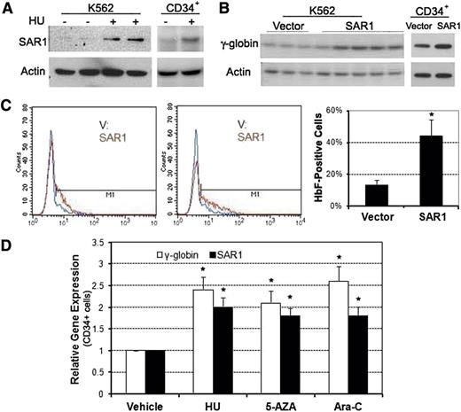 Figure 3. Overexpression of SAR1 enhances HbF production in K562 and CD34+ cells. (A) Western blot analysis of SAR1 protein expression in K562 and CD34+ cells after 3 days of 100 µM HU treatment. CD34+ cells were treated with HU at day 5 of differentiation. (B) Western blot analysis of γ-globin expression in SAR1- or vector control–stably transfected K562 cells and SAR1- or vector control–transfected CD34+ cells. β-actin was used as a loading control. (C) SAR1- or vector control–stably transfected K562 cells were stained with PE-conjugated anti-HbF antibody, then subjected to flow cytometry to detect HbF-positive cells. Left panels, 2 representative flow cytometry results. Right panel, graphical representations of flow cytometry data for HbF protein expression in SAR1- or vector control–stably transfected K562 cells. *P < .05 vs vector control–transfected cells. Error bars represent SD of the mean of >3 independent experiments. (D) Real-time PCR analysis of γ-globin and SAR1 expression in CD34+ cells treated with HU, 5-AZA, or Ara-C for 72 hours on day 6 of differentiation. The vehicle-treated value was set to 1.0 and fold increase was calculated relative to expression in vehicle-treated cells after normalization to β-actin gene expression. *P < .05 vs vehicle-treated cells. Error bars represent SD of the mean of 3 independent experiments. 5-AZA, 5-azacytidine.