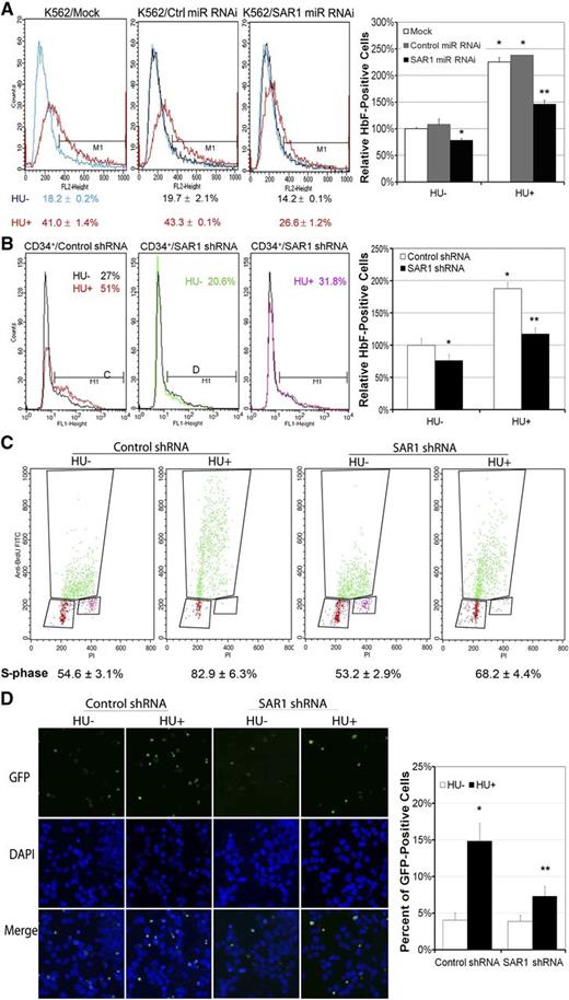 Figure 4. Silencing SAR1 expression reduces HbF protein expression in K562 and CD34+ cells and attenuates HU-mediated S-phase cell-cycle arrest and apoptosis. (A) K562 cells were transfected with SAR1 miR RNAi or control miR RNAi at day 0 and day 1, and incubated with or without 100 μM HU for 3 days after transfection at day 0. Cells were harvested, stained with PE-conjugated anti-HbF antibody, and subjected to flow cytometry to detect HbF-positive cells. (B) CD34+ bone marrow cells were infected by SAR1 shRNA or control shRNA lentivirus at day 4 of expansion. On day 6, transduced CD34+ cells were reseeded and grown in differentiation medium with 2 µg/mL puromycin for 7 days. Cells were harvested, stained with PE-conjugated anti-HbF antibody, and subjected to flow cytometry to detect HbF-positive cells. Left panels, representative flow cytometry results. Right panels, graphical representation of flow cytometry data for HbF protein expression with or without HU treatment relative to that of mock-transfected (A) or control shRNA lentivirus-transduced (B) cells not treated with HU. (C-D) K562 cells were incubated with or without HU for 2 days after transfection with SAR1 shRNA or control shRNA, then subjected to cell-cycle analysis using a BrdU incorporation assay or TUNEL assays. (C) Panels display representative BrdU incorporation assay results; the mean (±SD) percentage of cells in S-phase is shown below. (D) Apoptotic cells were stained green (GFP) in TUNEL assay; the nuclei of cells were stained blue with DAPI. Left panel, representative TUNEL assay results. Images were acquired with a fluorescence microscope system (Axioplan 2; Carl Zeiss MicroImaging) with a 20×/0.75 NA objective and a Zeiss Axiocam HRc real-color CCD camera and AxioVision 4 (Zeiss) acquisition software. Right panel, graphical representation of TUNEL assay results showing percent of GFP-positive cells. *P < .05 vs control-transfected cells not treated with HU. **P < .05 vs control-transfected cells with HU treatment. Error bars represent SD of the mean of 3 independent experiments. DAPI, 4′,6-diamidino-2-phenylindole; GFP, green fluorescent protein.