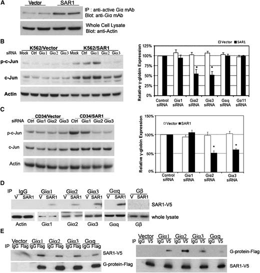 Figure 6. Exogenously expressed SAR1 binds to Giα2, 3 proteins to activate Jun and increase γ-globin chain in K562 and CD34+ cells. (A) SAR1- or vector control–stably transfected K562 cells were subjected to Giα activation assay. β-actin was used as a loading control. (B) SAR1- or vector only–stably transfected K562 cells were transfected with control, Giα1, Giα2, Giα3, Gαq, or Gα11 siRNA at day 0 and day 1, then collected at day 3 for western blot analysis to examine phospho- and total c-Jun protein expression (left panel) and real-time PCR to analyze γ-globin mRNA expression (right panel). Mock-transfected cells were used as a negative control. β-actin was used as a loading control. Fold increase was calculated relative to expression in corresponding control siRNA-transfected cells after normalization with β-actin gene expression. *P < .001 vs SAR1-overexpressed K562 cells transfected with control siRNA. Error bars represent SD of the mean of 3 independent experiments. (C) CD34+ cells were cotransfected with SAR1-expressing or empty vector and scrambled siRNA or Giα1, Giα2, or Giα3 siRNA at day 5 of differentiation, then collected at day 7 for western blot analysis to examine phospho- and total c-Jun protein expression (left panel) and real-time PCR to analyze γ-globin chain mRNA expression (right panel). Fold increase was calculated relative to expression in corresponding control siRNA-transfected cells after normalization with β-actin gene expression. *P < .001 vs CD34+ cells transfected with SAR1 and control siRNA. Error bars represent SD of the mean of 3 independent experiments. (D) Whole-cell lysates from SAR1-V5– or vector control–stably transfected K562 cells were immunoprecipitated with normal IgG, anti-Giα1, -Giα2, -Giα3, -Gαq, or -Gβ antibody, then the immunoprecipitates were subjected to western blot analysis with anti-V5 antibody. β-actin was used as a loading control. (E) SAR1-V5–stably transfected K562 cells were transfected with vector only, Giα1-Flag, Giα2-Flag, Giα3-Flag, or Gαq-Flag. Whole-cell lysates were immunoprecipitated with anti-Flag or anti-V5 tag antibody, and the immunoprecipitates subjected to western blot analysis with anti-V5 or anti-Flag antibody, respectively.