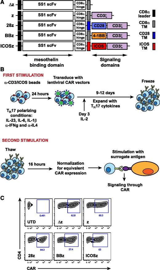 Figure 1. Redirection of TH17 cells with SS1-CARs. (A) Schematic representation of a panel of chimeric receptors that contain the SS1 single chain fragment and differ in the transmembrane and the intracellular domains. (B) Schematic of the experimental protocol. Peripheral blood CD4+ T cells were stimulated with antibodies to CD3/ICOS beads and cultured under TH17 polarizing conditions. Human IL-2 was added 3 days after activation. T cells were transduced with lentiviral vectors 24 hours following stimulation. After T cells rested down, they were cryopreserved. For functional assays, T cells were thawed and stimulated with surrogate antigen in media without cytokine supplementation. (C) Surface expression of the SS1 scFv fusion proteins on human CD4+ T cells at the time of functional evaluation.
