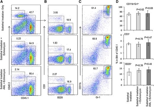 Figure 4. Echinomycin treatment does not affect long-term HSC activity as revealed by competitive BMT. Three groups of CD45.1+ mice prepared in an identical fashion to those described in the legend of Fig. 2 were killed on day 165. Their BM cells were mixed with recipient wild-type CD45.2+ BM cells in a 1:1 ratio and transplanted into the lethally irradiated CD45.2+ host. Twenty-nine weeks later, the recipient mice were killed to assess the hematopoiesis of the CD45.1+ HSCs. (A) Long-term hematopoiesis based on frequency of CD45.1+ cells. (B) Frequency of B and T cells among CD45.1+ BM cells. (C) Frequency of granulocytes among CD45.1+ BM cells. (D) Summary data of A-C. Data shown represent the means ± SD for 5 mice. These data have been reproduced in 2 independent experiments.