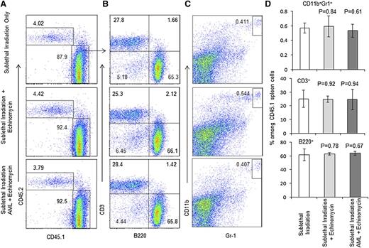 Figure 5. Echinomycin treatment does not affect long-term HSC activity as revealed by composition of spleen cells. Spleen cells from the CD45.2+ recipients of competitive BMT were analyzed for composition of CD45.1+ donor-type leukocytes. (A) Frequency of CD45.1+ cells. (B) Frequency of B and T cells. (C) Frequency of granulocytes. (D) Summary data of A-C. Data shown represent the mean and standard error of the mean for 5 mice. These data have been repeated in 2 independent experiments.