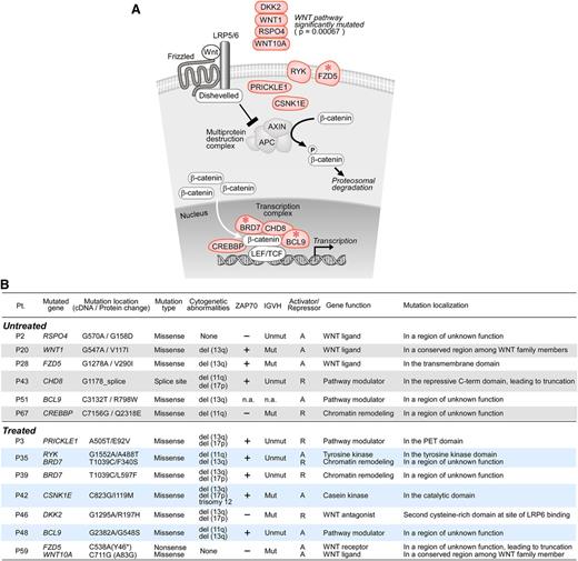 Figure 1. The Wnt pathway is significantly mutated in CLL (P = .00067). (A) Cellular localization of mutations in Wnt pathway components in CLL (light red). *Pathway genes mutated in more than 1 CLL sample. (B) Clinical characteristics of CLL samples harboring Wnt pathway mutations, as well as the putative function of the mutated Wnt pathway genes and their genomic localization. A, pathway activator; R, pathway repressor.