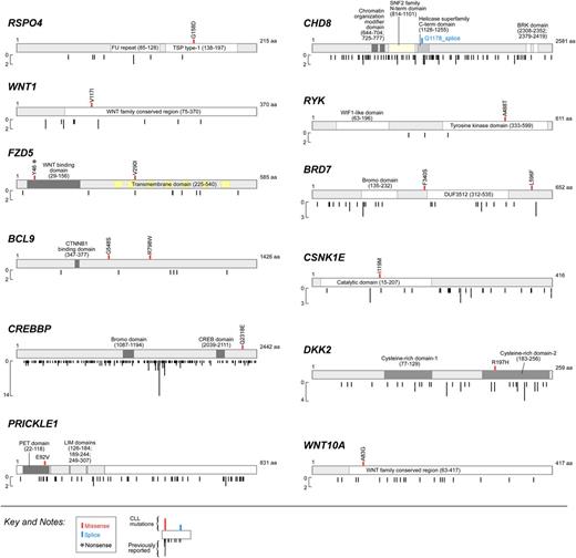 Figure 2. Significantly mutated Wnt pathway genes. Type (missense, splice site, nonsense) and localization of mutations in the 12 unique Wnt pathway genes identified in CLL cases (top) compared with previously reported mutations in the literature or within the COSMIC database (version 64) (bottom).