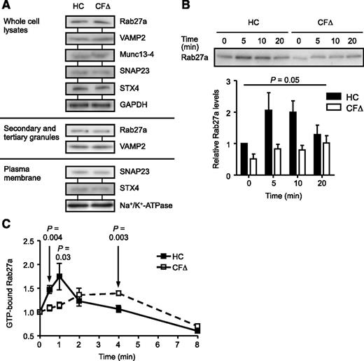 Figure 3. Impaired translocation and reduced GTP activation of Rab27a in CF neutrophils. (A) HC and ΔF508 homozygous CF (CFΔ) neutrophil whole cell lysates, secondary and tertiary granules, or isolated plasma membranes were analyzed by immunoblotting for protein expression of Rab27a, VAMP2, Munc13-4, SNAP23, and STX4. Glyceraldehyde-3-phosphate dehydrogenase and Na+/K+-ATPase were used as a loading control for whole cell lysates and plasma membranes, respectively. Representative blot images are shown (n = 3 subjects per group). (B) HC or ΔF508 homozygous CF (CFΔ) neutrophils were stimulated with TNF-α (10 ng/mL), and membrane proteins were assayed for Rab27a by immunoblotting. Quantification of immunoblots by densitometry revealed decreased levels of Rab27a on membranes of CF cells (P = .05, paired Student t test, n = 3 subjects per group). (C) To assess the activation levels of Rab27a, cell lysates from TNF-α-stimulated cells were immunoprecipitated with polyclonal rabbit anti-Rab27a antibodies. GTP was quantified using a coupled enzymatic assay and normalized to precipitated Rab27a levels and the 0 time point value (P = .004, P = .03, and P = .003 at 0.5, 1, and 4 mintutes, respectively, Student t test, n = 5 subjects per group). Each measurement in B and C are mean ± SEM from biological replicates.