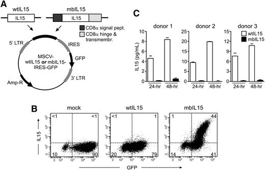 Figure 1. Design and expression of IL-15 constructs. (A) Schematic representation of the wild-type and membrane-bound IL-15 constructs (wtIL15 and mbIL15) used in this study. Amp-R, ampicillin resistance gene; IRES, internal ribosome entry site; LTR, long terminal repeat. (B) Expression of IL-15 on the surface of NK cells transduced with mbIL15. Expanded NK cells were transduced with wtIL15, mbIL15, or a vector containing GFP alone (mock). Flow cytometry dot plots illustrate expression of GFP and IL-15, as detected by an anti-IL15 antibody (R&D Systems) and a PE-conjugated goat-anti-mouse secondary antibody (Southern Biotechnology Associates). Percentage of cells (>98% CD56+ CD3− NK cells) in each quadrant is shown. (C) Secretion of IL-15 by NK cells transduced with wtIL15. NK cells from 3 different donors were tested in triplicate. Bars indicate mean ± SD of enzyme-linked immunosorbent assay measurements performed in supernatants collected after 24 and 48 hours of culture without IL-2. No IL-15 was detected in the supernatants of mock-transduced NK cells.