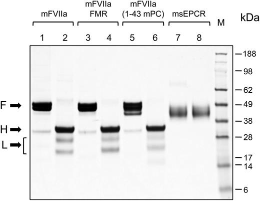 Figure 2. Coomassie brilliant blue staining of sodium dodecyl sulfate-polyacrylamide gel electrophoresis gel of purified proteins. Five micrograms of mFVIIa, mFVIIa chimeras, or msEPCR were electrophoresed under reducing or nonreducing conditions. The apparent molecular weights of the marker standard (M) are indicated in kilodaltons. Lanes 1, 3, 5, and 7, nonreducing conditions; lanes 2, 4, 6, and 8, reducing conditions. Arrows point to the full-length (F) (under nonreducing conditions) and the heavy (H) and light (L) chains (under reducing conditions) of each protease. The bracket indicates 2 N-glycosylation variants of the light chain of mFVIIa (or its chimeras), as confirmed by treatment with peptide-N-glycosidase F treatment (data not shown).