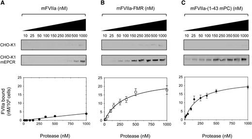 Figure 3. Recombinant mFVIIa chimeras bind to mEPCR on CHO-K1 cells, in contrast to mFVIIa. Increasing concentration of ligand (10-1000 nM) (A) mFVIIa, (B) mFVIIa-FMR, or (C) mFVIIa-(1-43 mPC) was incubated on CHO-K1 or CHO-K1-mEPCR cells in the presence of 1.6 mM Ca2+ and 0.6 mM Mg2+ for 1 hour at 4°C. Bound fraction was eluted and visualized by fluorescence-based western blotting (top, images shown in greyscale) and band intensities were quantified and corrected for nonspecific binding (on CHO-K1 cells). Integrated densities (bottom) were plotted, and equilibrium dissociation constants (Kd) were calculated using a 1-site–specific binding curve fitting with GraphPad Prism v5.0b (GraphPad Software). Conversion to nanomolar was done using the integrated densities of known amounts of ligand in buffer C, electrophoresed, and blotted as described in the Methods, and values were normalized for cell numbers. Depicted curves for each protein are fitted from 3 independent experiments. Data points are shown as mean ± standard deviation (SD). The y-axis of all graphs depicts FVIIa bound material.