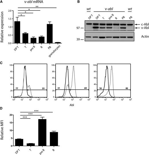 Figure 1. Eµ-v-abl transgene expression is mosaic. (A) Expression of v-abl mRNA in sorted lymphoid cell populations determined by quantitative reverse transcriptase-PCR and shown relative to the expression of the housekeeping gene hydroxymethylbilane synthase (HMBS). Mean ± standard error of the mean (SEM), n = 3. Statistical comparisons with DP thymocytes are shown, *P < .05, **P < .01, Student t test. DP T, CD4+CD8+ thymocytes; T, Thy1+ lymph node cells; pre-B, B220+ sIgD/IgM− bone marrow cells; B, B220+ lymph node cells; PB, plasmablasts (CD138+) produced by LPS stimulation of B cells in vitro; granulocytes, Mac1+Gr1+ bone marrow cells. (B) Western blot analysis of c-Abl and v-Abl protein expression in sorted lymphoid cell populations from WT and v-abl mice. Representative of 2 independent blots. Molecular weight (MW) markers are indicated (kDa). (C) Intracellular staining of DP thymocytes from WT (black curves) and v-abl (gray curves) mice using biotinylated anti-Abl antibody. As the antibody detects both c-Abl and v-Abl, cells expressing the transgene (right peak) have a higher level of total Abl protein. For the 3 v-abl mice shown here, 23%, 69%, and 82%, respectively, of the thymocytes express v-Abl protein, as indicated. (D) v-Abl expression level varies in different cell types. The relative mean fluorescent intensity (MFI) was determined by comparing the difference in MFI of WT and v-Abl expressing (right peak) cells in different lineages (relative MFI = MFI v-Abl-expressing cells/MFI WT cells). n = 12 mice from 3 independent experiments; mean ± SEM. Statistical comparisons with DP thymocytes are shown, ***P < .001, Student t test.