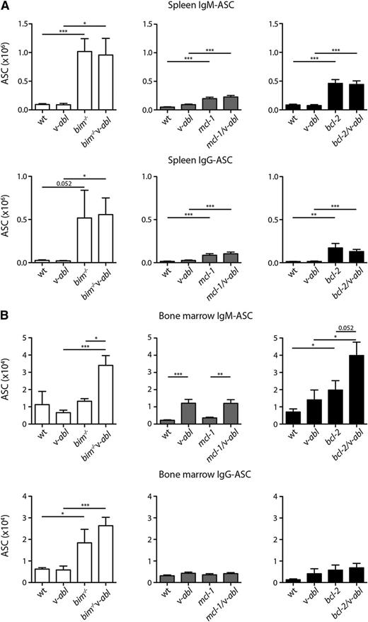 Figure 4. Inhibition of apoptosis increases the frequency of ASCs in preneoplastic v-abl mice. The total number of ASCs in the (A) spleen and (B) bone marrow (per femur) of healthy young mice (7-8 weeks) was determined by ELISPOT assay; total tissue cellularity is shown in supplemental Figure 2. bim−/−v-abl and littermates (white fill), n = 3 to 6; mcl-1/v-abl and littermates (gray fill), n = 10 to 12; bcl-2/v-abl and littermates (black fill), n = 8. Mean ± SEM. *P < .05, **P < .01, ***P < .001, Student t test. Statistical analysis for WT vs bim−/−v-abl and v-abl vs bim−/− are not shown.