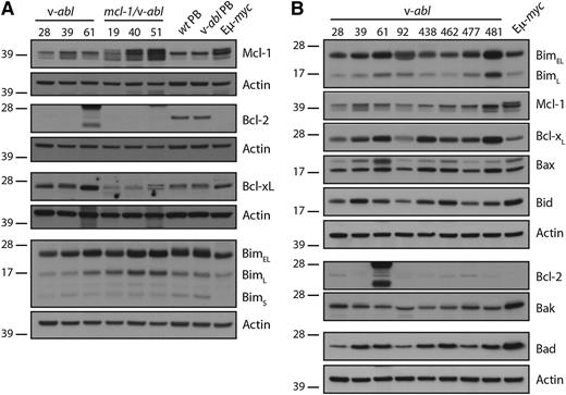 Figure 5. Expression of Bcl-2 family proteins in plasmacytomas. Western blot analysis of the indicated plasmacytomas was performed using lysates prepared from snap-frozen tissue. (A) Plasmacytomas were compared with PBs generated in vitro by LPS stimulation of B cells from WT and v-abl mice (Figure 3) and Eμ-myc tumor 48 (which contains a floxed Mcl-1 allele encoding an additional 13 amino acids79). The mcl-1 transgene produces a FLAG-tagged Mcl-1 slightly larger than endogenous Mcl-1.18 (B) Comparison of a panel of v-abl plasmacytomas. See also supplemental Figure 3 for western blots on panels of mcl-1/v-abl and bim−/−v-abl plasmacytomas. MW markers are indicated (kDa). The Bcl-2 antibody cross-reacted with additional proteins in tumor 61, an IgG2b producer. Bcl-xL expression was compared within and between these blots, and those in supplemental Figure 3, using ImageJ 1.48v software (http://imagej.nih.gov/ij/). The Bcl-xL expression level was normalized to actin and then expressed relative to v-abl #39, which was run on all blots. From this analysis, 14 of 20 plasmacytomas had higher Bcl-xL than the 2 PB samples tested.